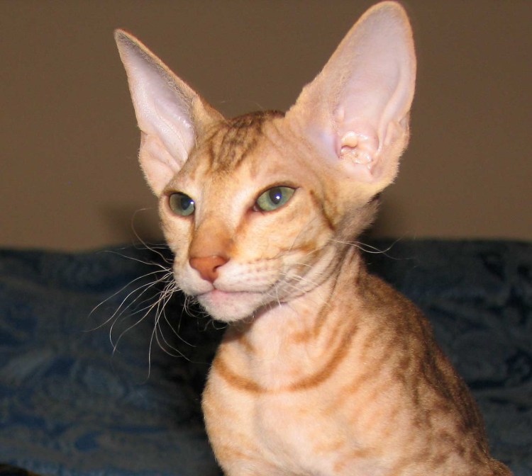 Донской сфинкс браш черный