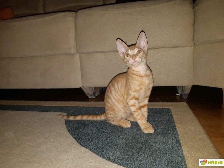 Петерболд кошка браш