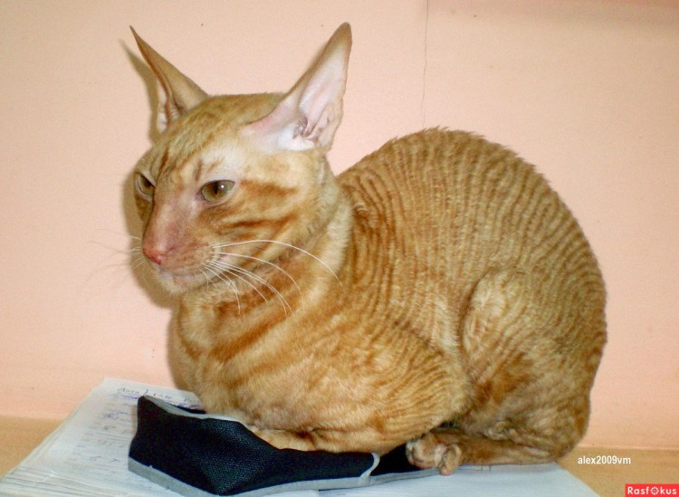 Донской сфинкс рыжий