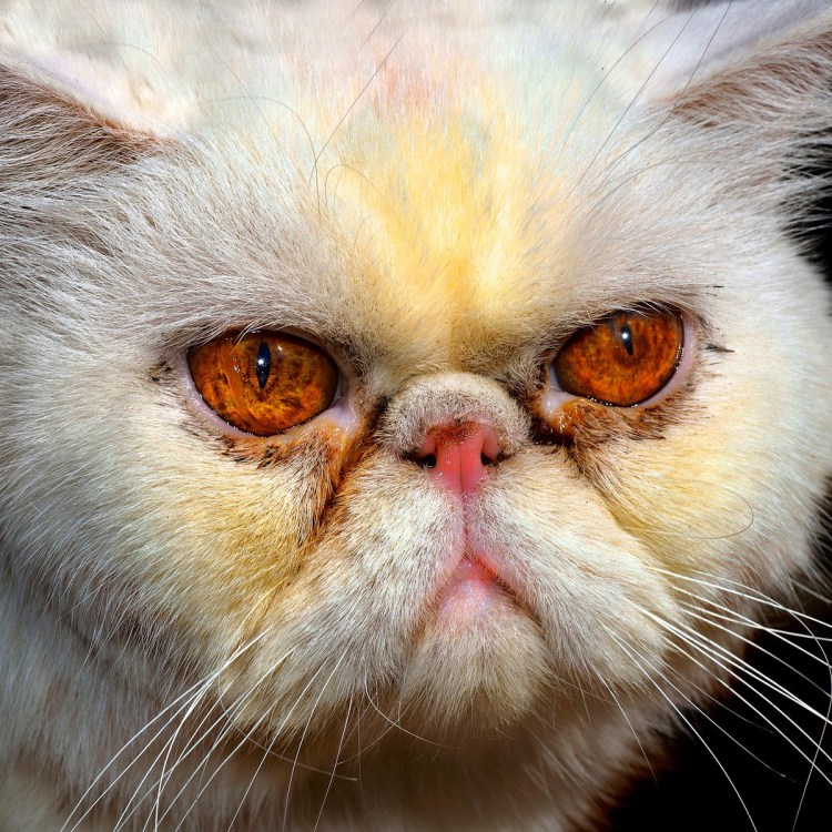 Персидский кот Луи