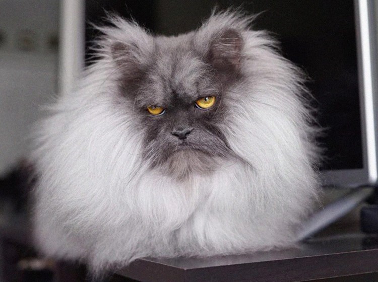 Селкирк рекс Альберт