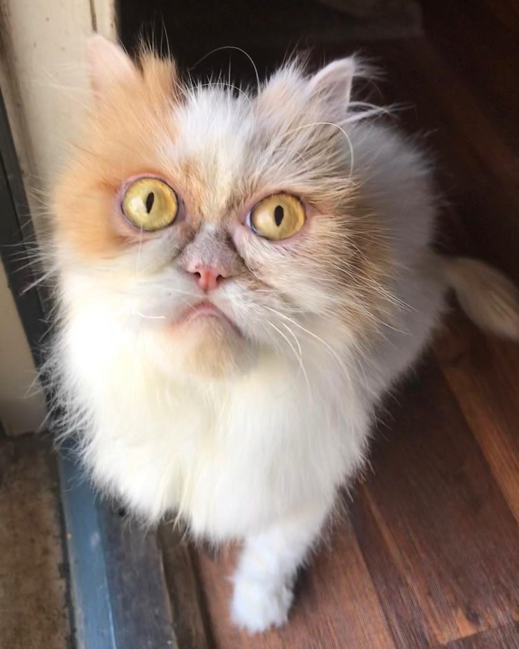 Кот Луи из Техаса