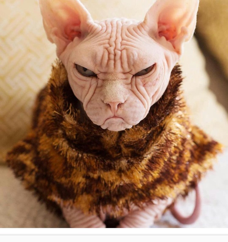 Канадский Рэгдолл Мерлин