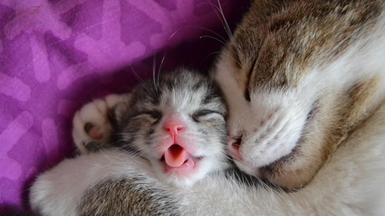 Милые котики