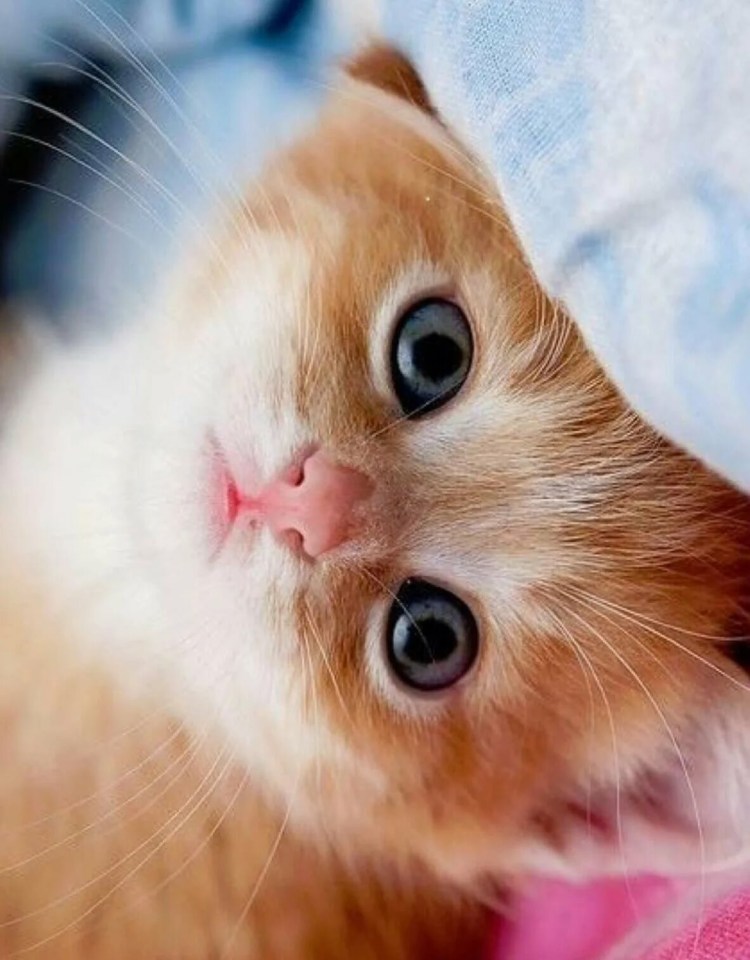 Милые котики