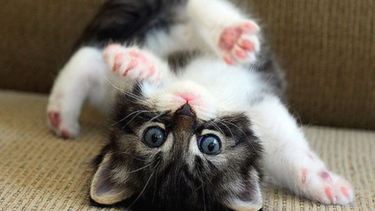 Экзот Снупи