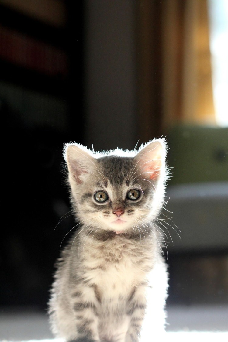 Миленькие котята