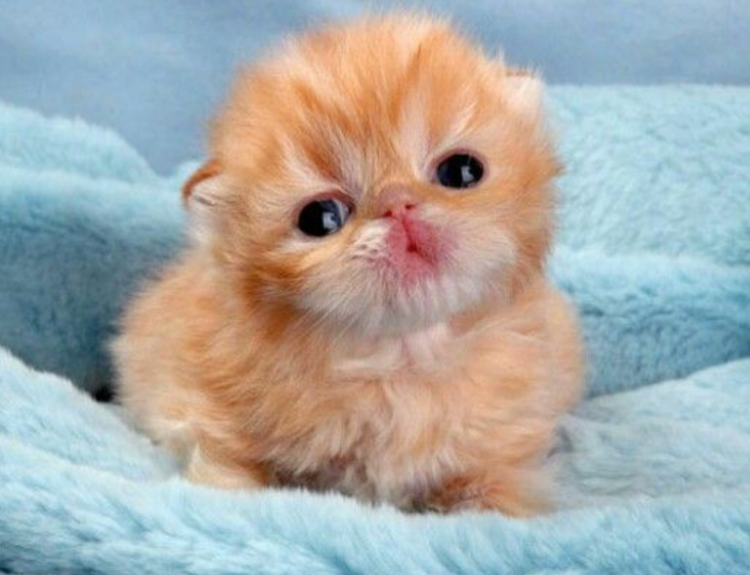 Самые милые котики