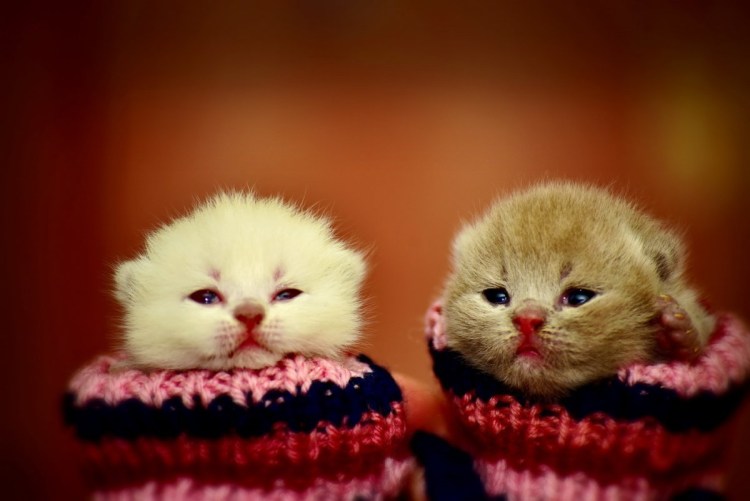 Котики мимими