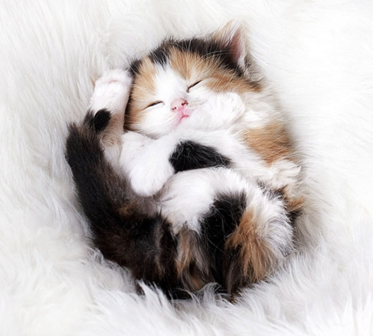 Котята милота