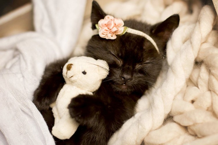 Кошки маленькие