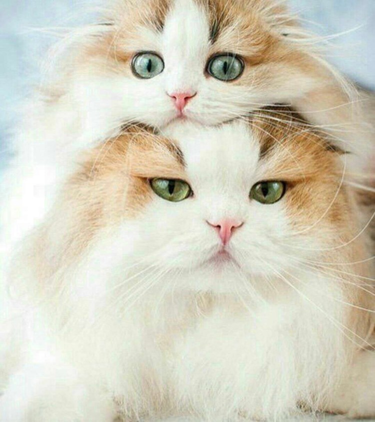 Красивые коты