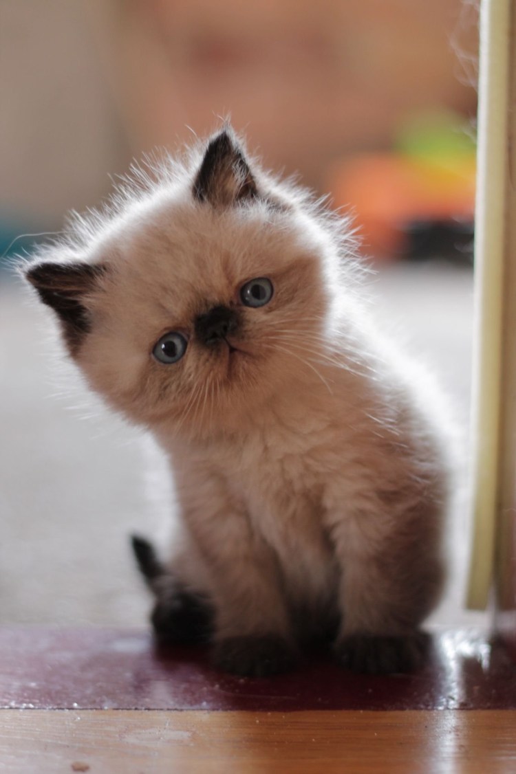 Миленькие котята