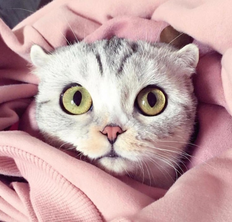 Милая кошка