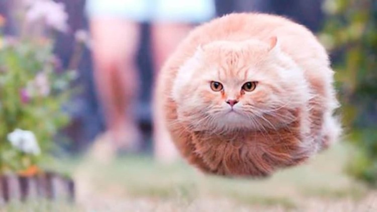 Очень жирные коты