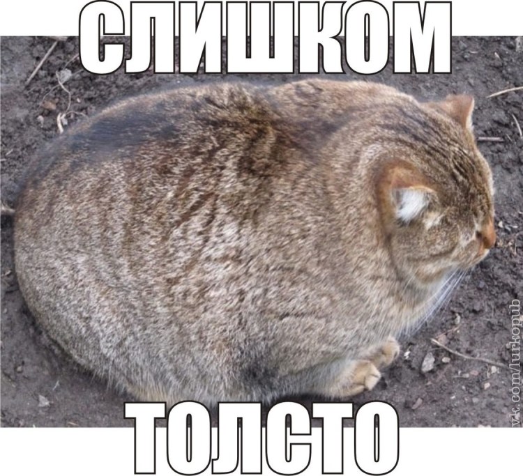 Потроллить охота кот