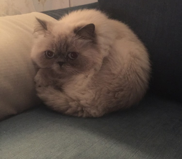 Кот вонючка