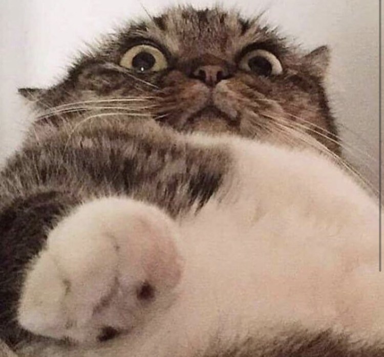 Кот пытался разблокировать