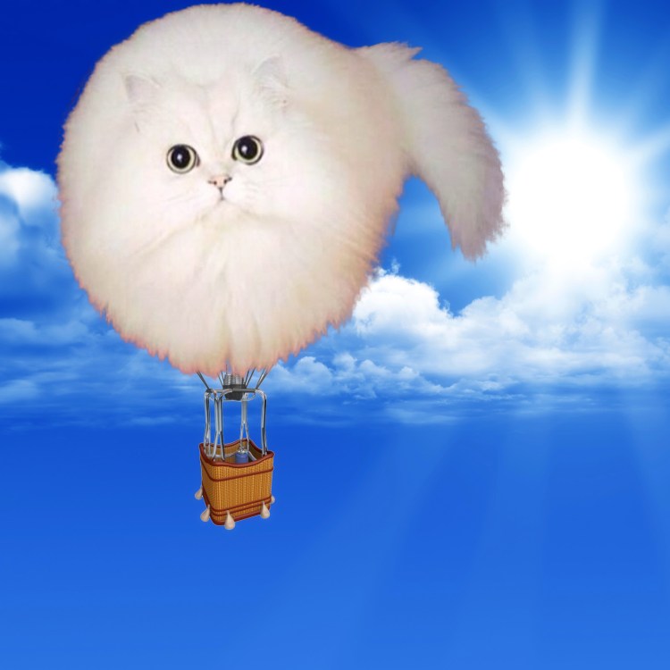 Круглые смешные коты