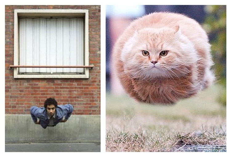 Летающий круглый кот