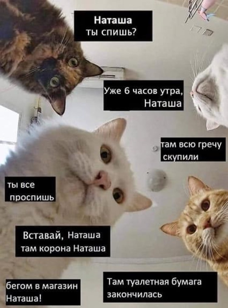 Кот Мем