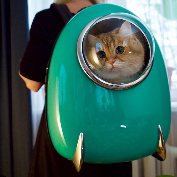 Кот Хосико Инстаграмм