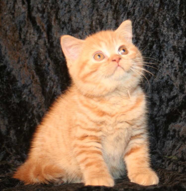 Шотландская кошка прямоухая Золотая