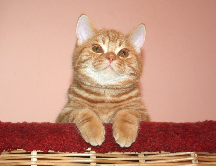 Шотландская кошка прямоухая рыжая