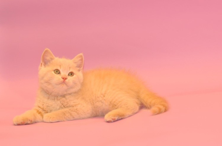 Скоттиш страйт кошка рыжая