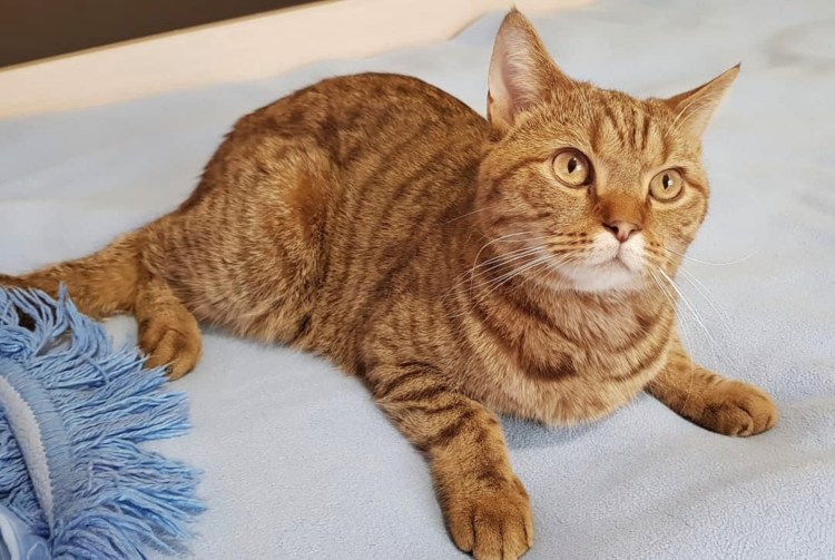 Шотландец прямоухий рыжий