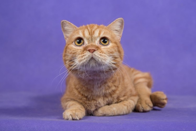 Шотландская прямоухая рыжий кот