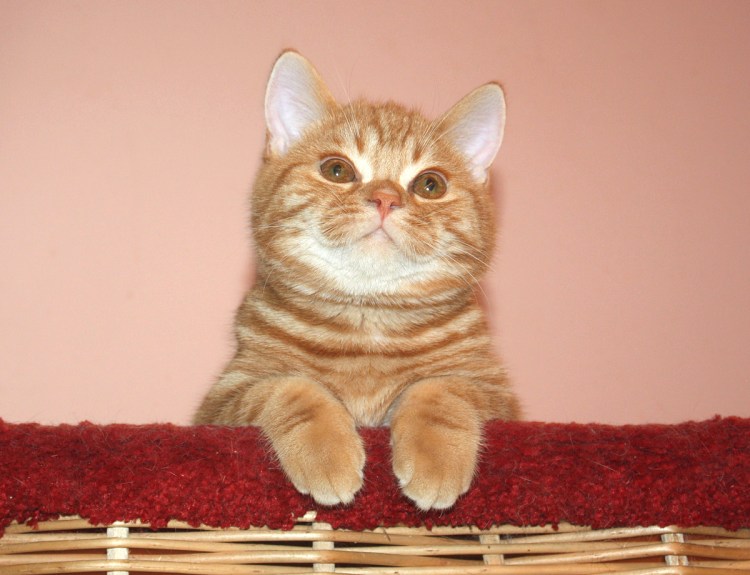 Шотландский скотчштрайд