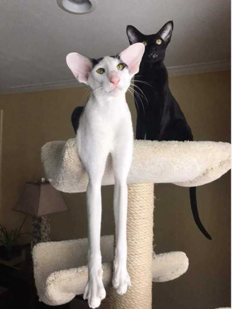 Кот грузин порода Ориентал