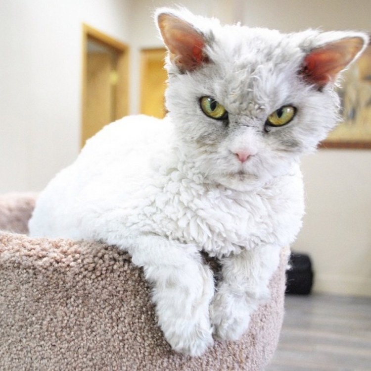 Порода Ориентал Добби