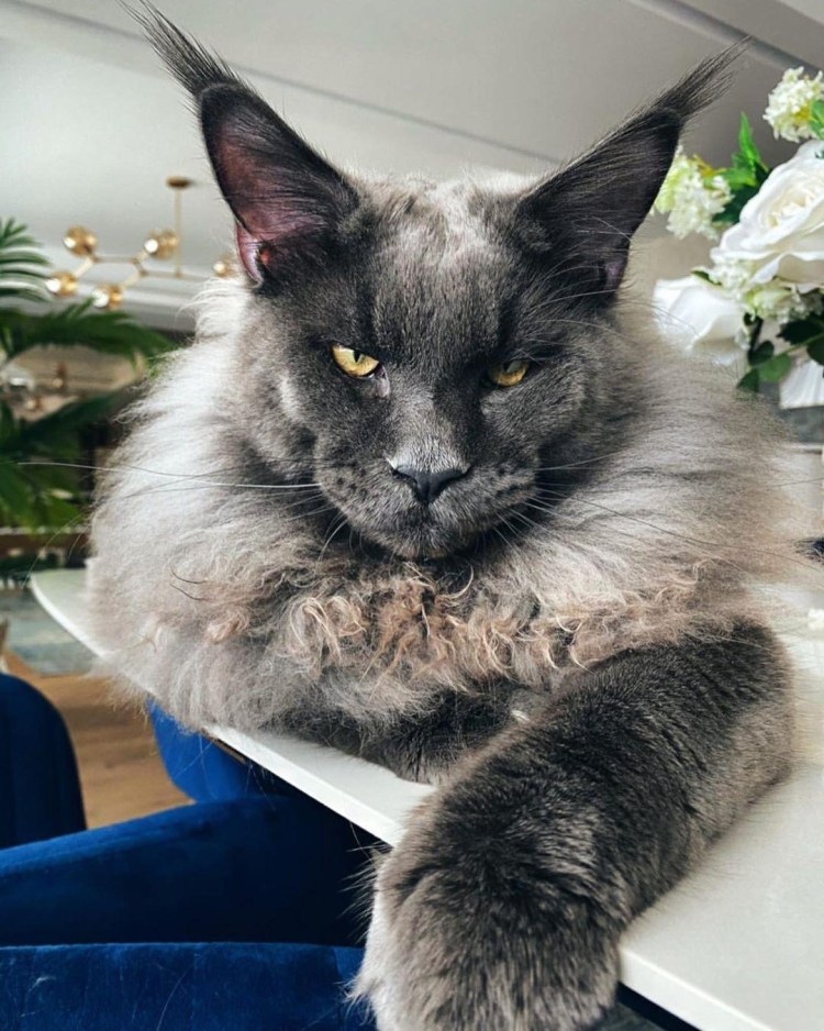 Котенок Мейн кун Валькирия