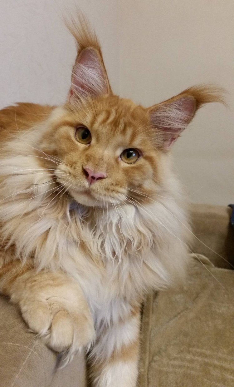 Кот похожий на человека порода