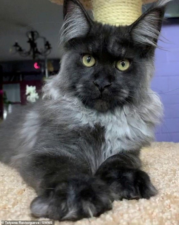 Кот с бакенбардами