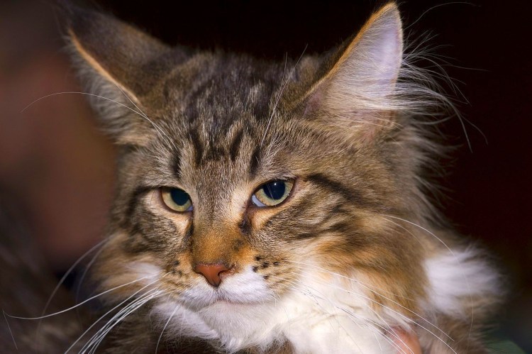 Мейн кун енотовидная кошка