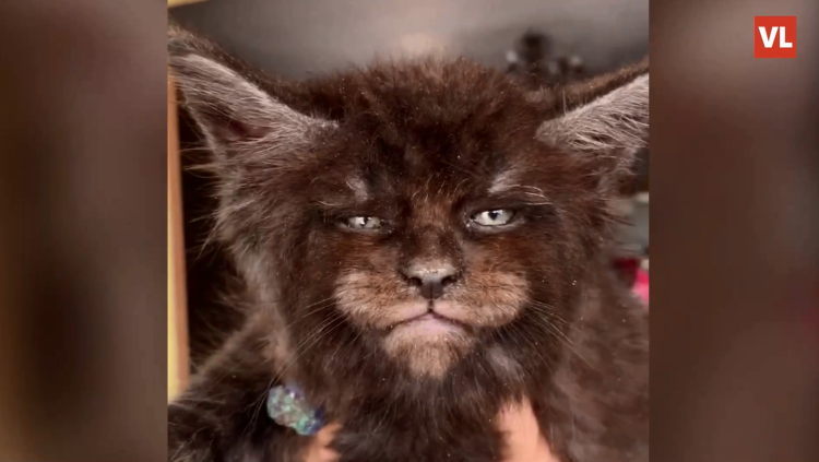 Кот Мейн кун Валькирия