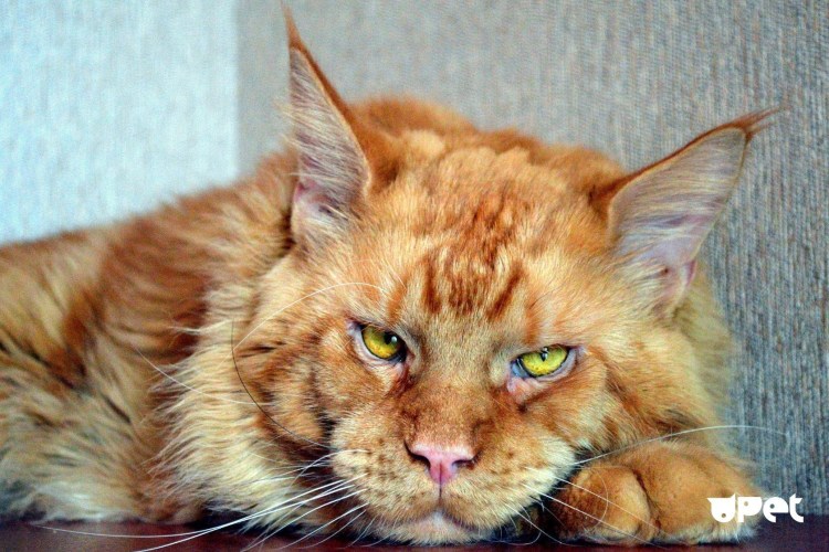 Кот оборотень Мейн кун