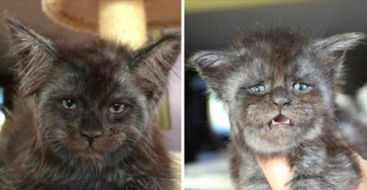 Котенок Мейн кун Валькирия