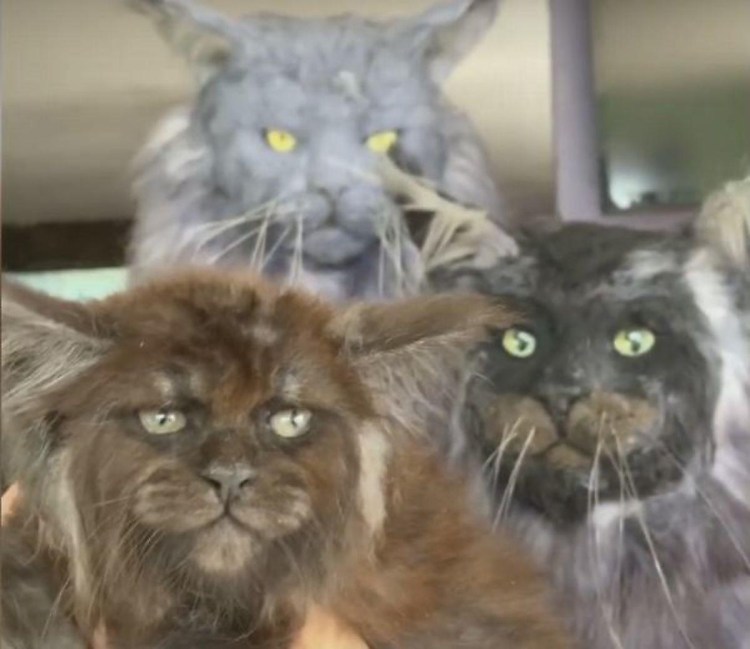 Кошка Мейн кун Валькирия