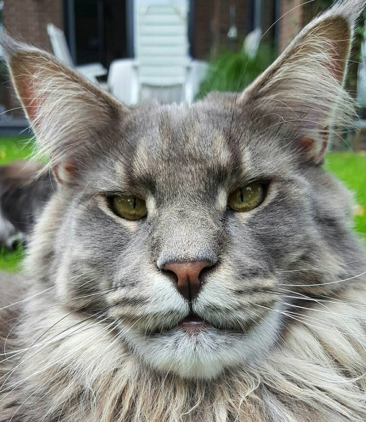 Кот с человеческим лицом