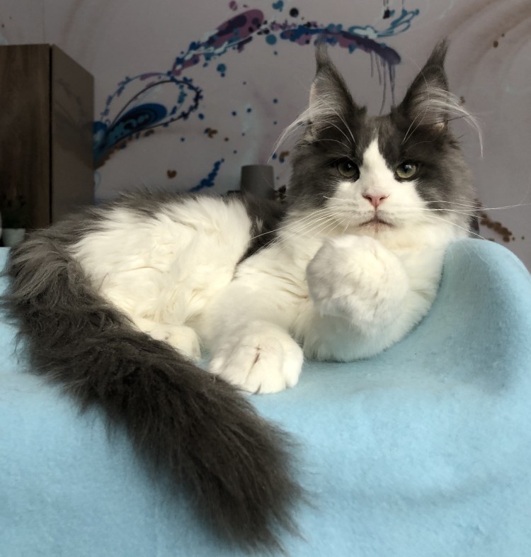 Если побрить Мейн-кун ли лучше расти волосы будут