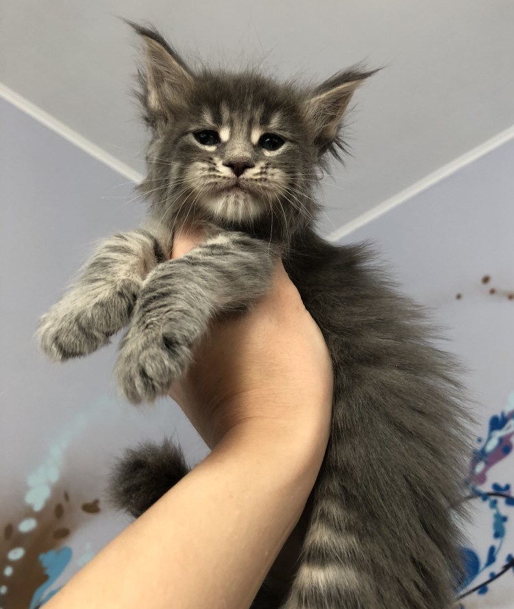 Грумминг Мейн кунов