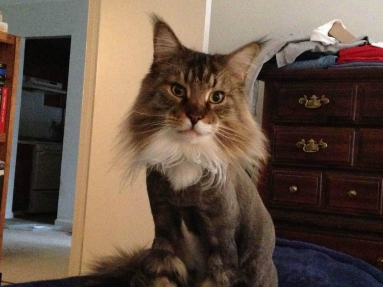 Мейн кун стрижка под дракона