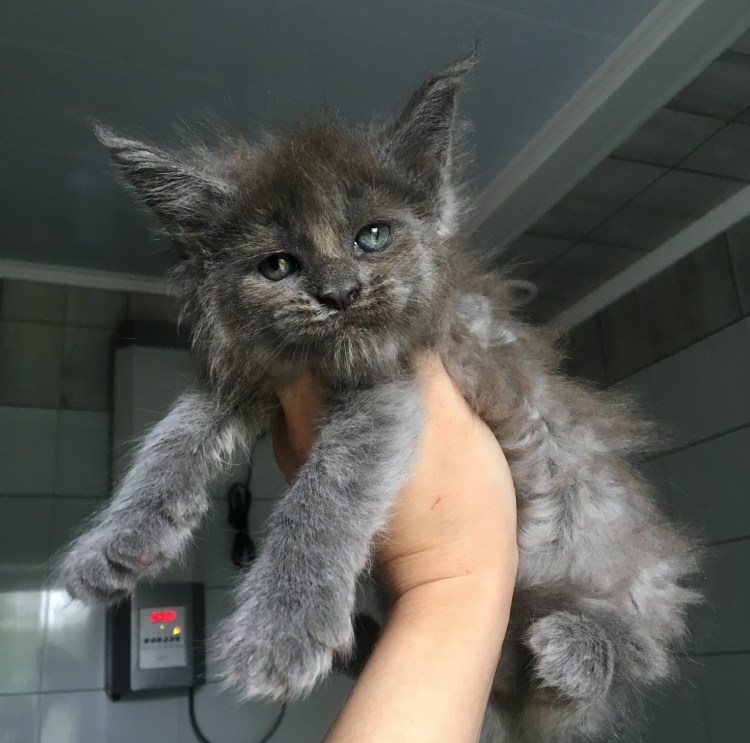 Кошка Мейн кун Валькирия