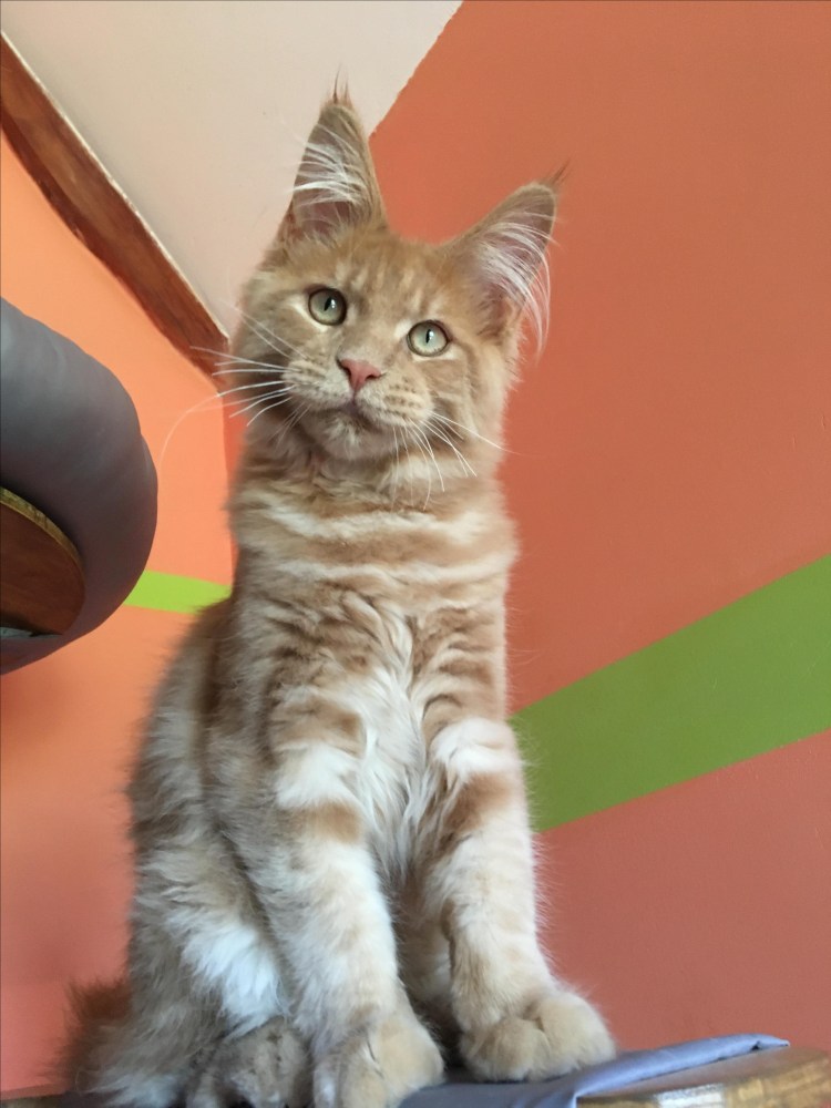 Подстриженный кот Мейн кун