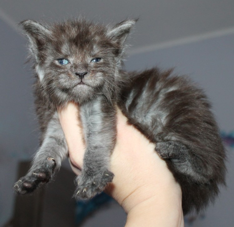 Мейн кун гипоаллергенный