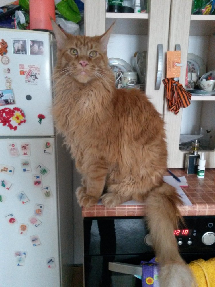 Бритый пузатый Мейн кун